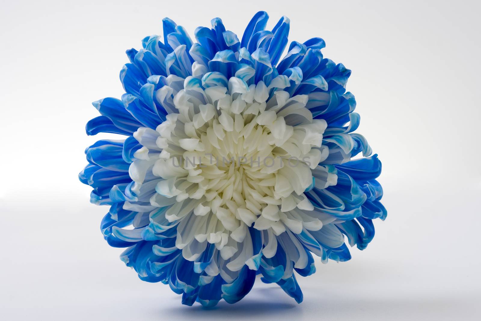 single big blue and white flower on white bacground