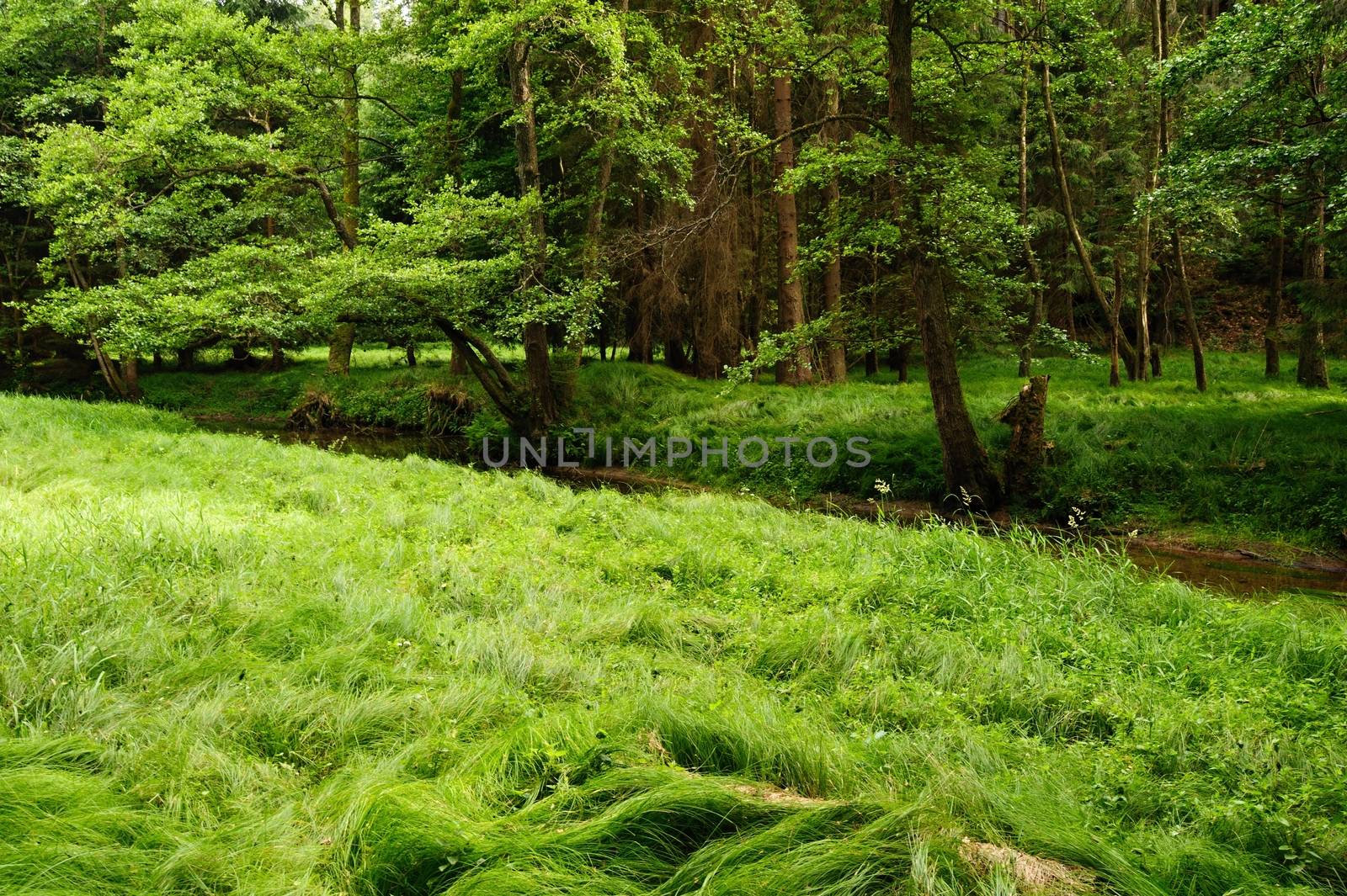 Beautiful green summer meadows with forest and grass