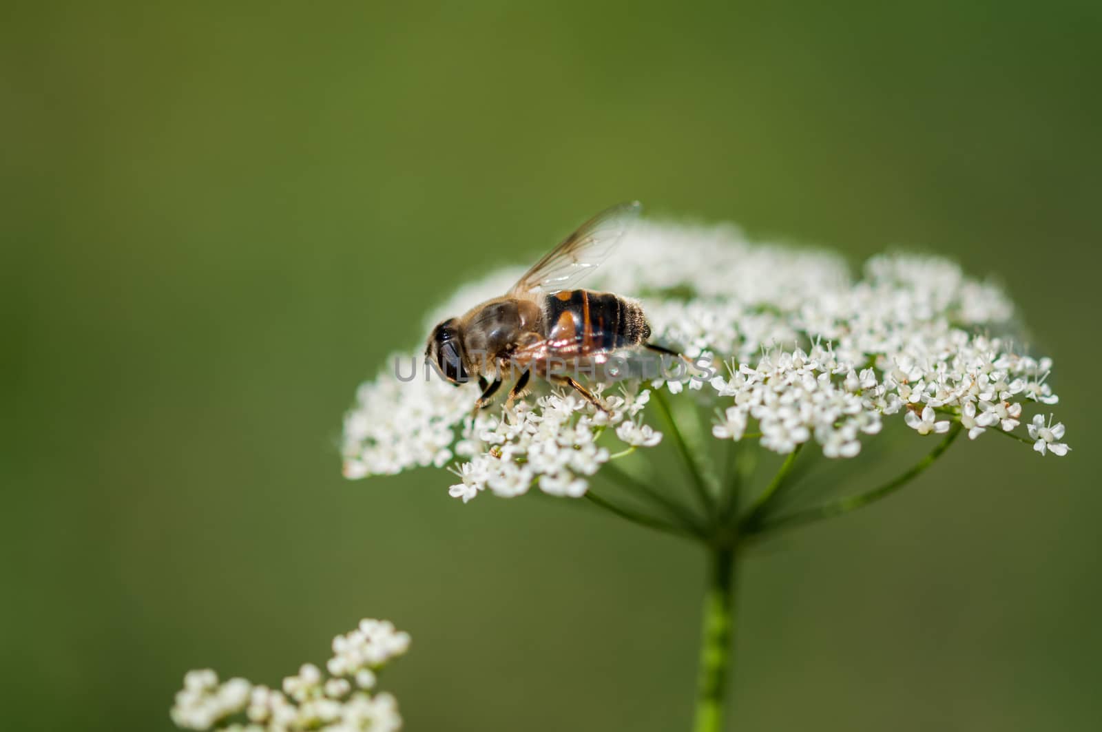 Bee on a flower by easyclickshop