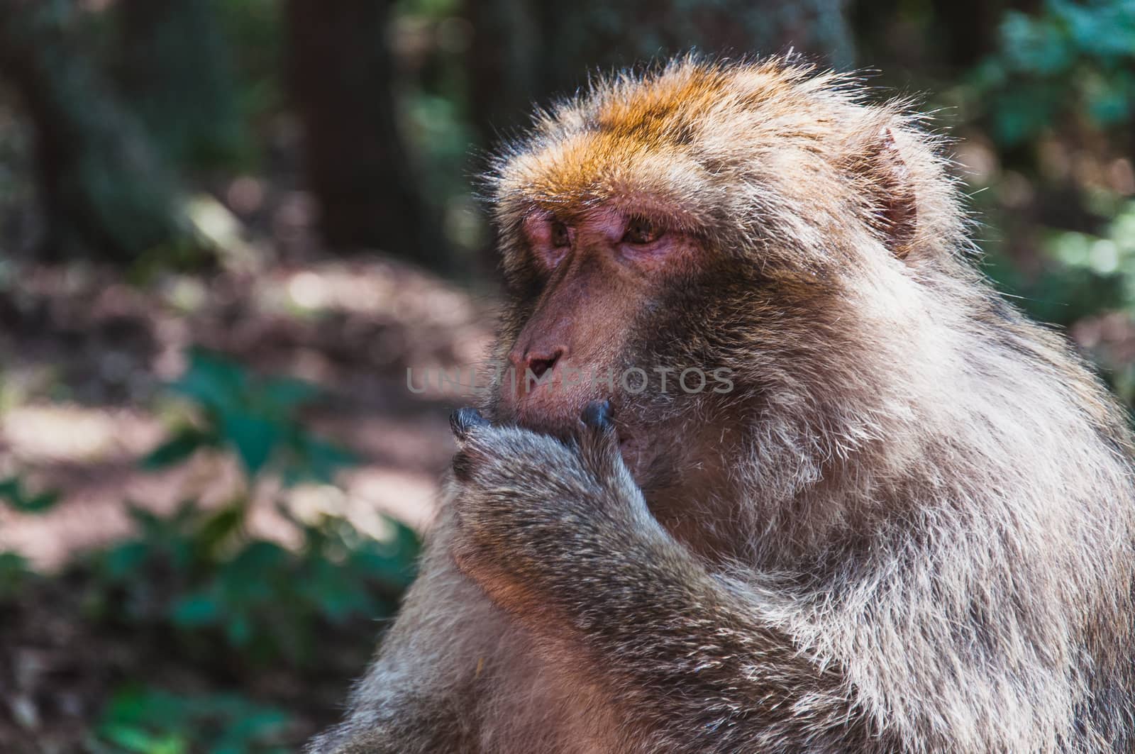 The Barbary macaque or magot at the monkey mountain in kintzheimen alsace, france