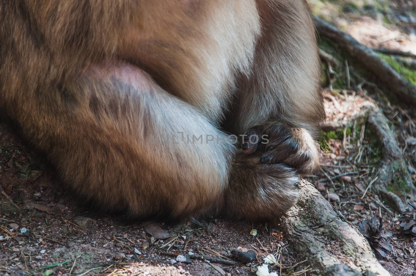 The Barbary macaque or magot at the monkey mountain in kintzheimen alsace, france