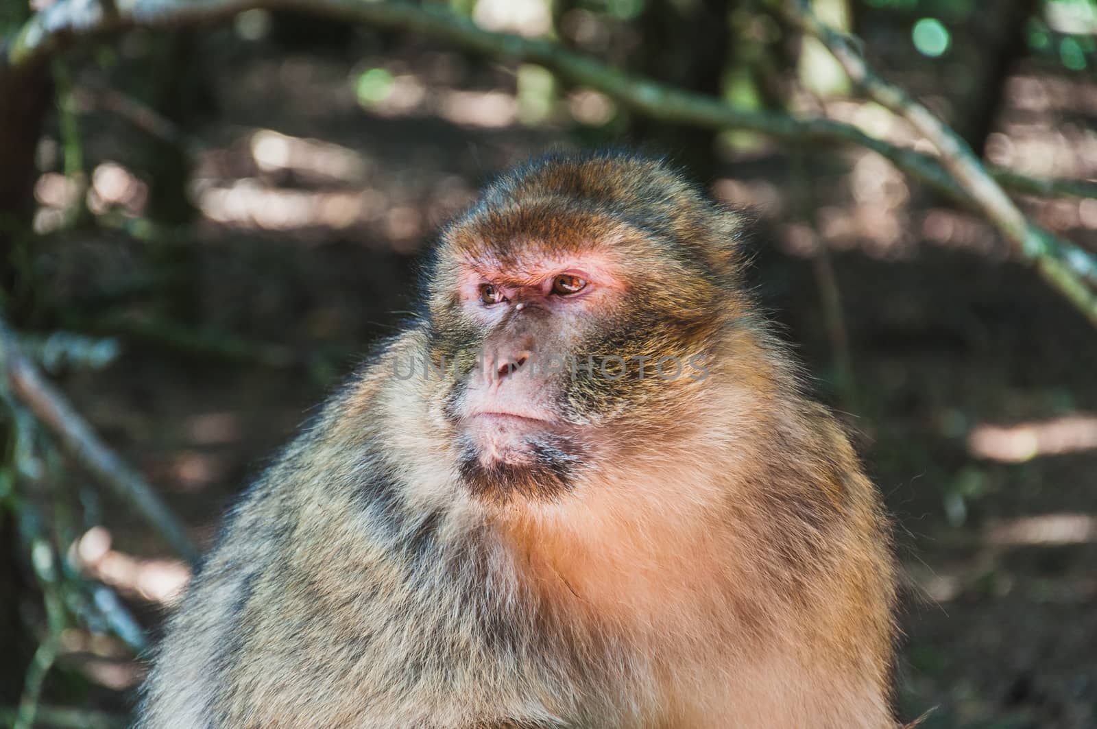 The Barbary macaque or magot at the monkey mountain in kintzheimen alsace, france