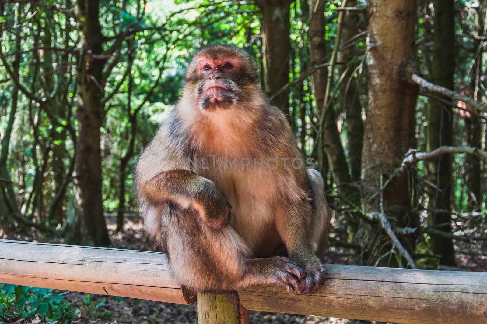 The Barbary macaque or magot at the monkey mountain in kintzheimen alsace, france