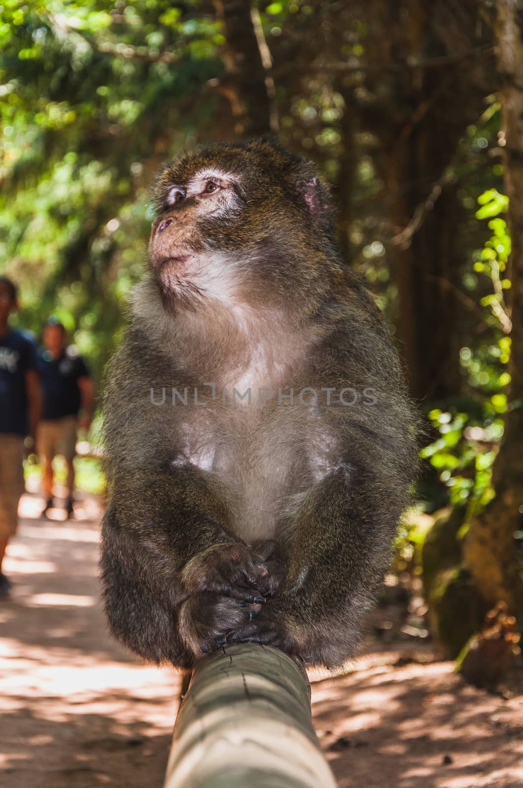 The Barbary macaque or magot at the monkey mountain in kintzheimen alsace, france