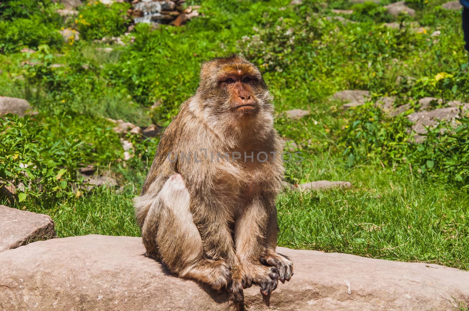 The Barbary macaque or magot at the monkey mountain in kintzheimen alsace, france