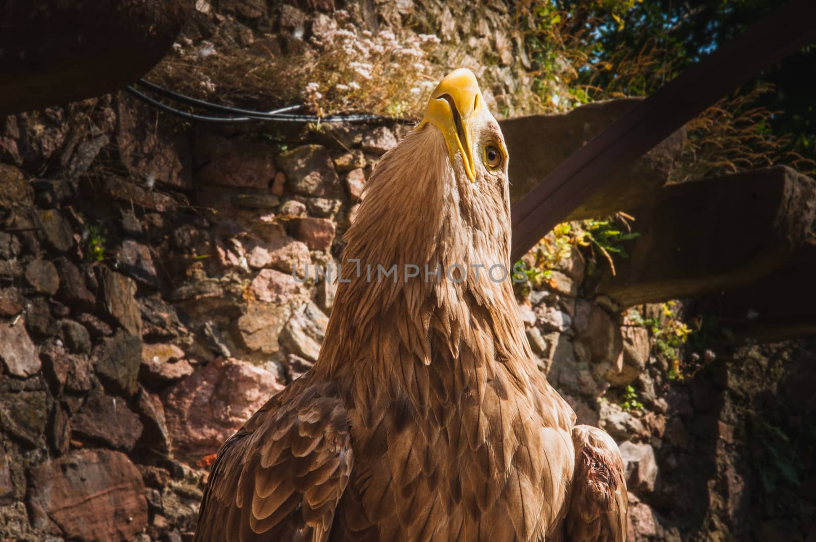 close-up of an eagle with a big yellow beak