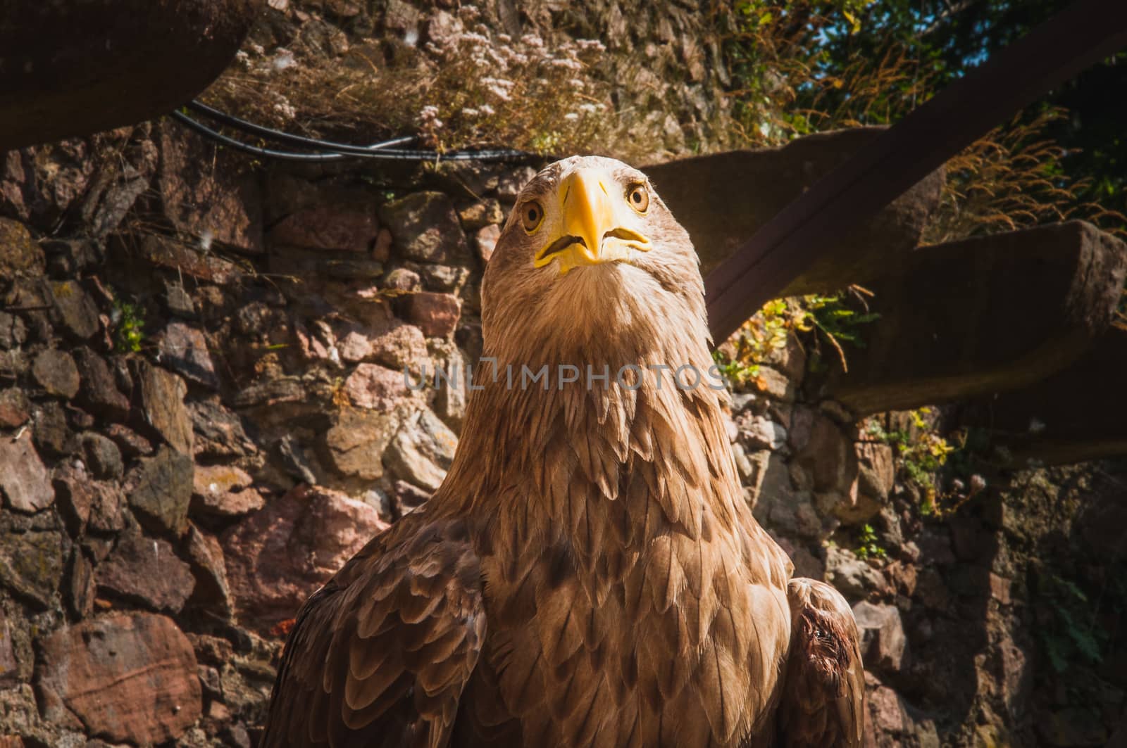 close-up of an eagle with a big yellow beak