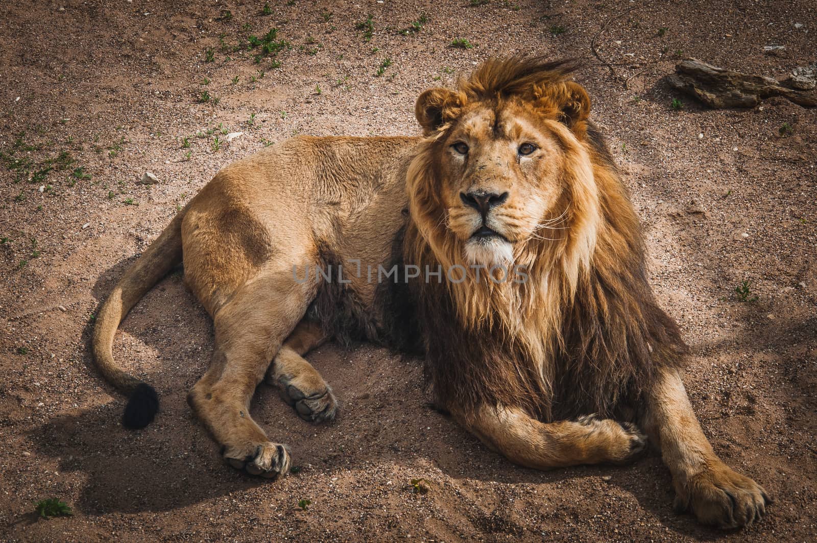 lion, the king of the African savanna quietly lying down