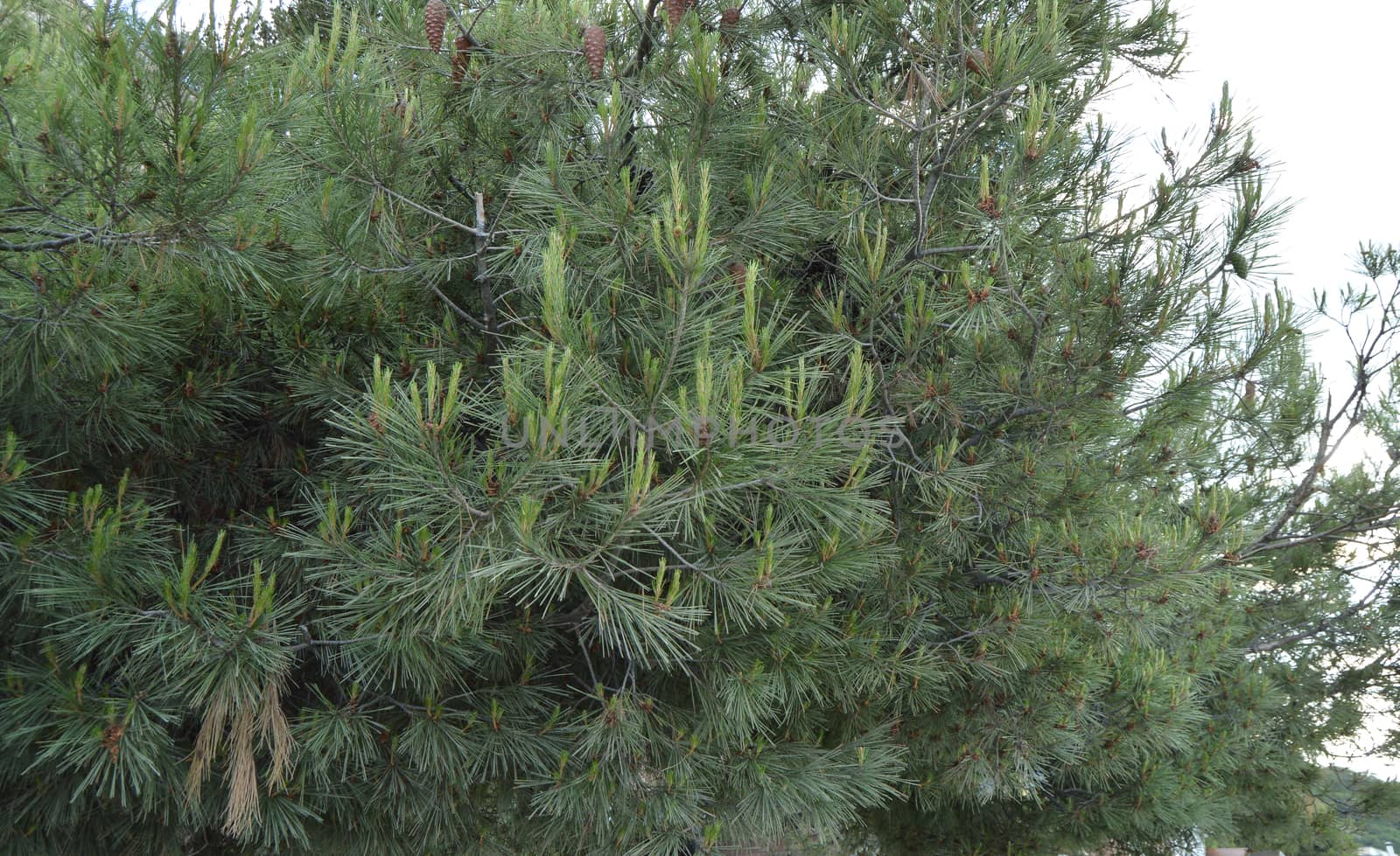 Pine tree with young shoots on twigs, coniferous trees.