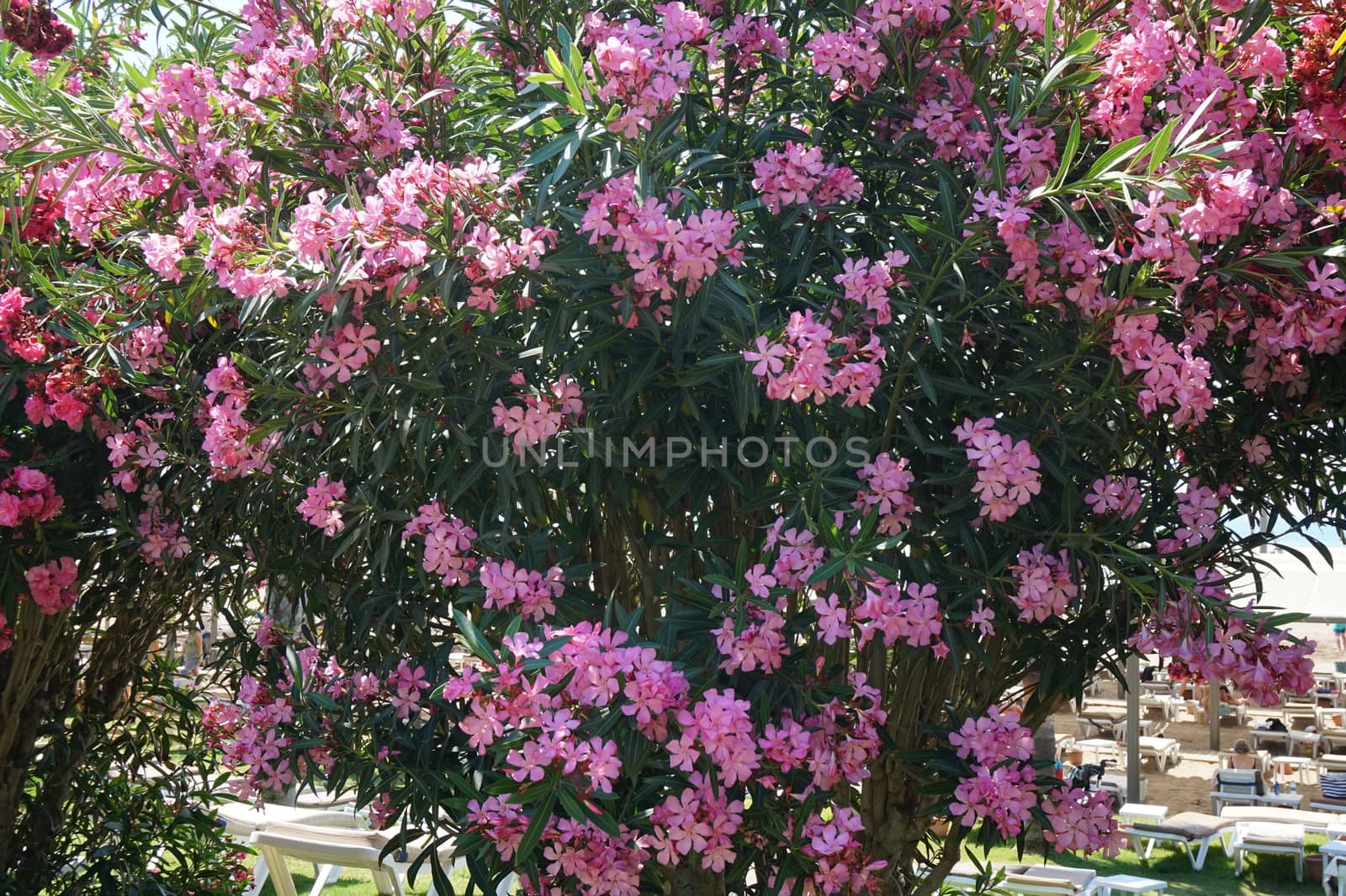 oleander shrub with pink flowers, beautiful floral background by claire_lucia