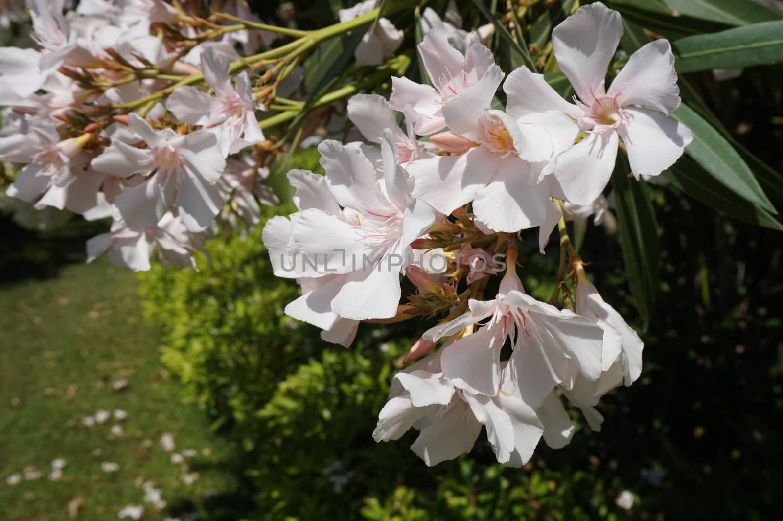 oleander shrub with delicate white flowers, beautiful floral background by claire_lucia