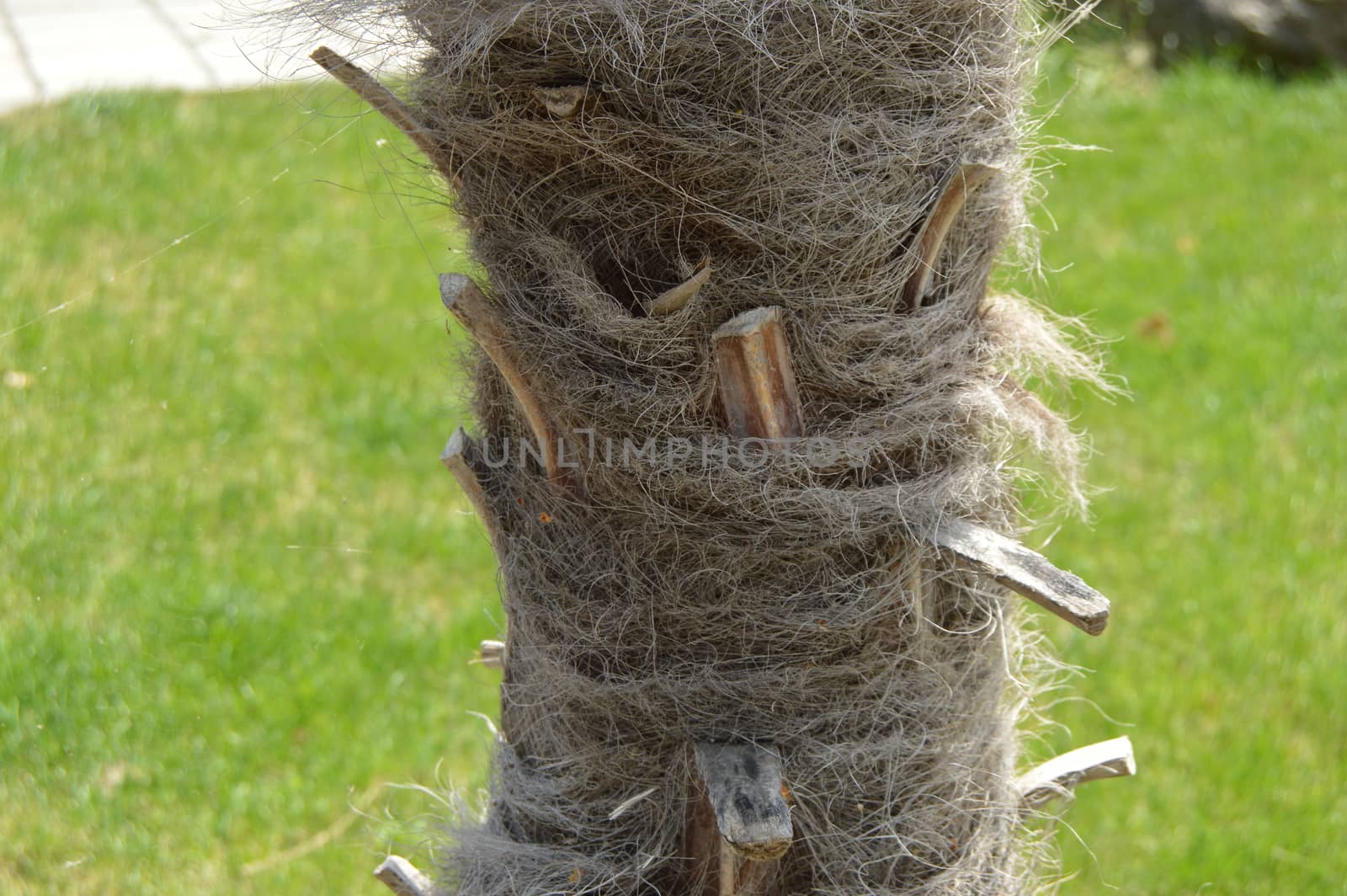 Close-up of the trunk of a tropical palm tree, coconut tree bark on a background of green grass.