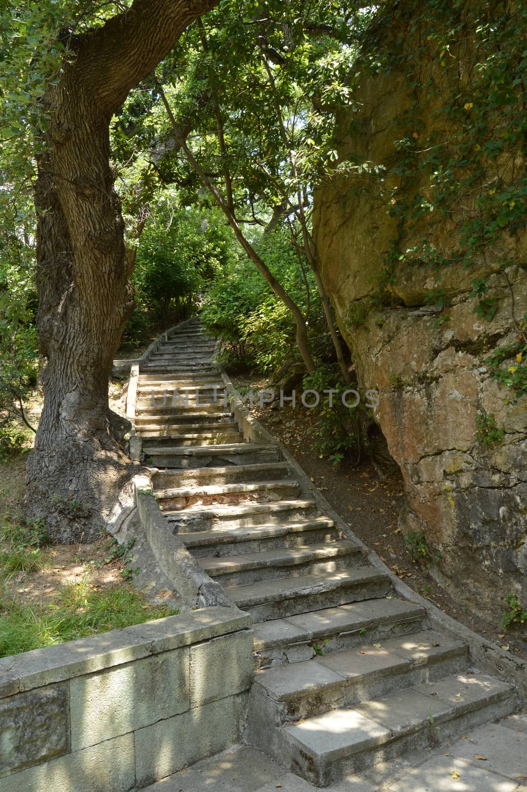 Beautiful stone staircase, steps leading up among the plants and trees in the Park.