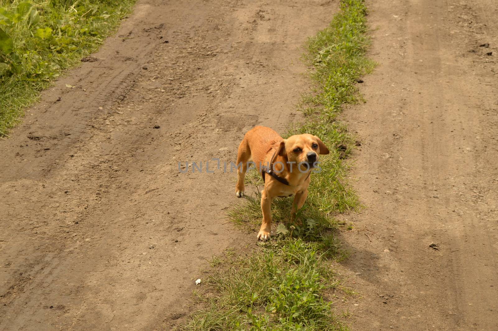 A small red dog stands on the road and looks aggressively by claire_lucia