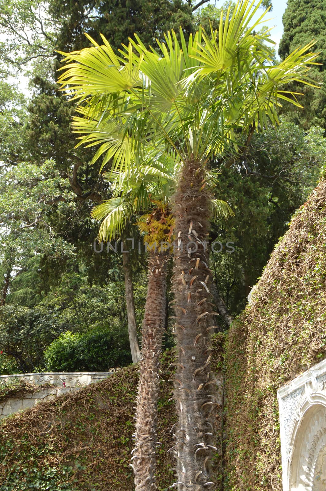 Beautiful cozy area tropical gardens with high palmami.