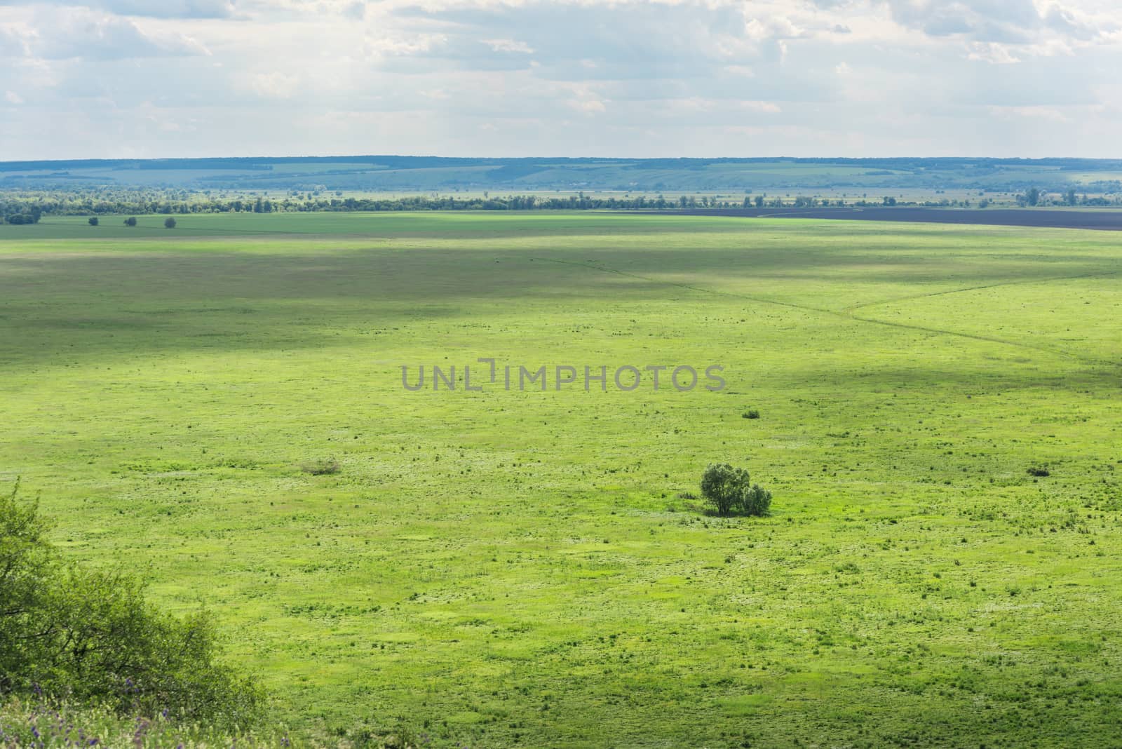 Beautiful background of a lonely Bush or tree on a green meadow, horizon line and sky with clouds by claire_lucia