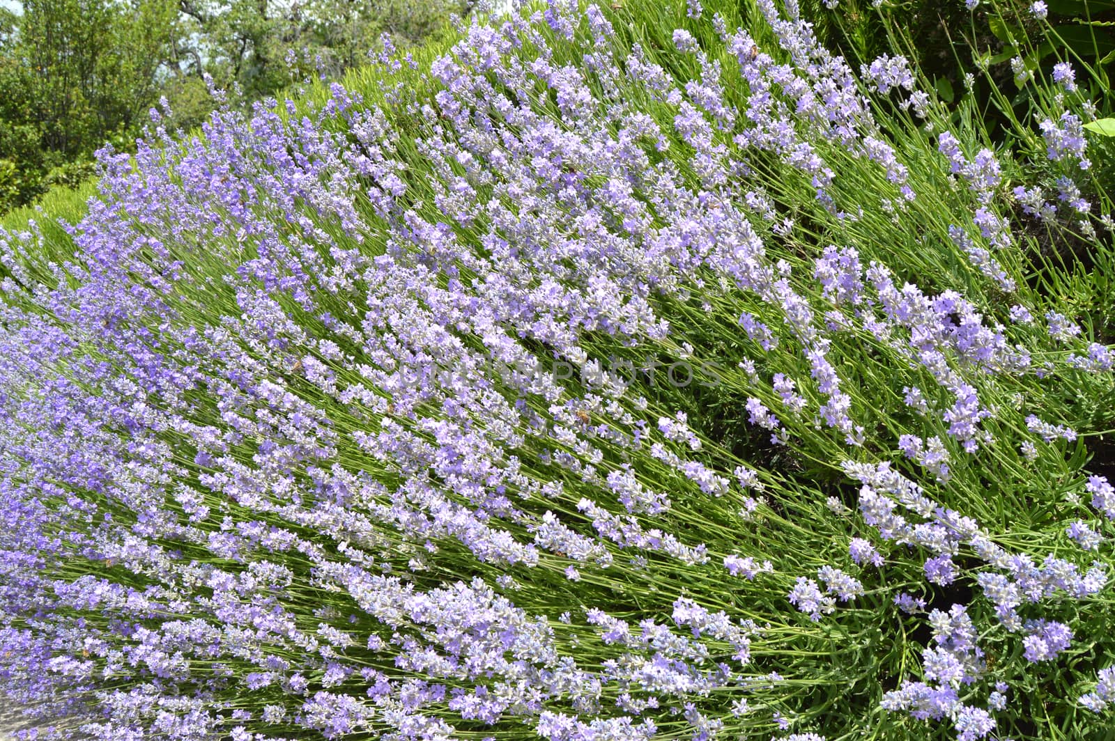 Beautiful flowering lavender in the garden, floral background lilac and green by claire_lucia