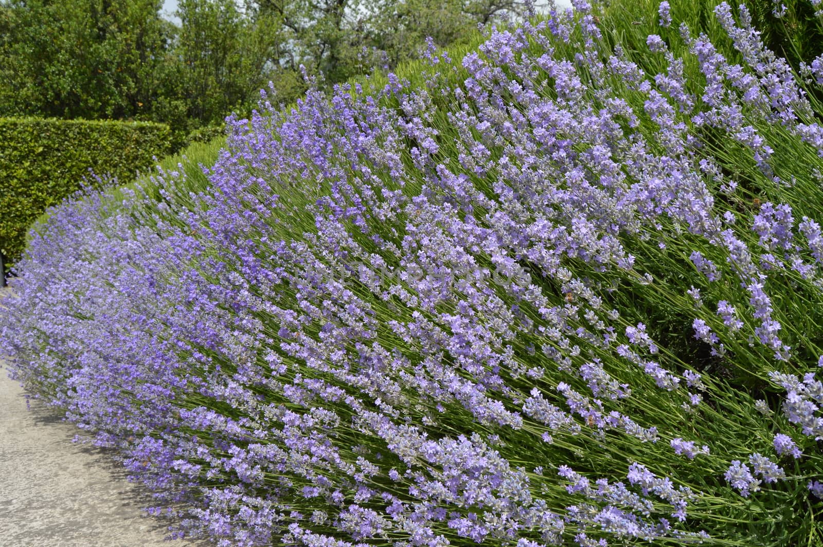 Beautiful flowering lavender in the garden, floral background lilac and green.