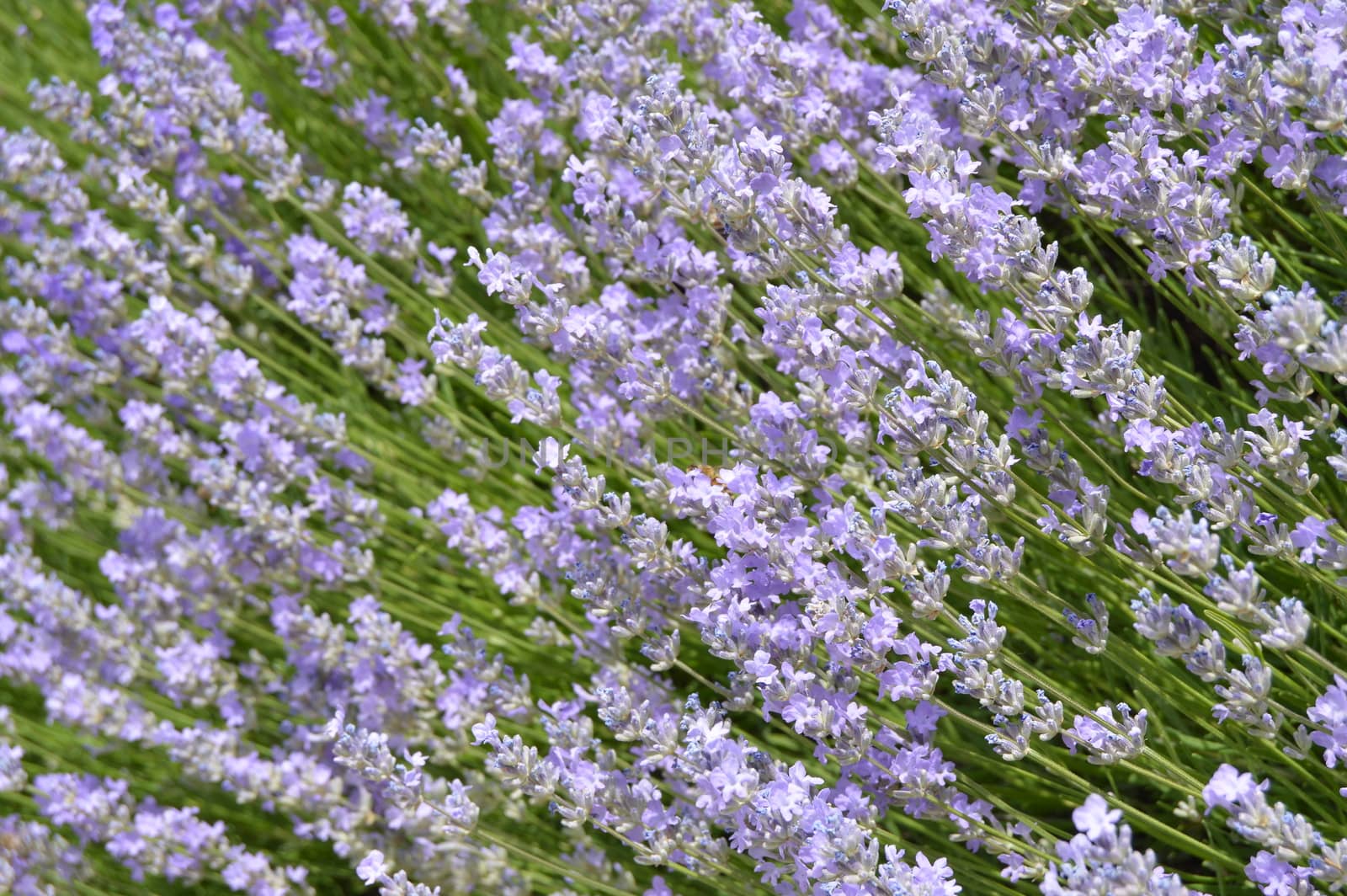 Beautiful flowering lavender in the garden, floral background lilac and green.