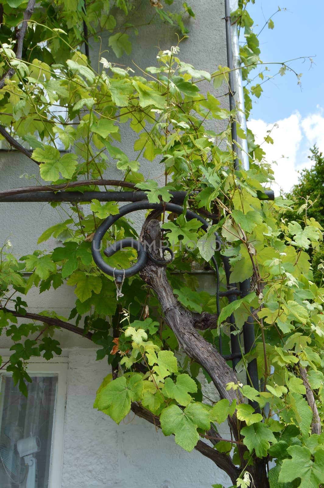 The Vine winds its way along the wall of a village house, beautiful background.