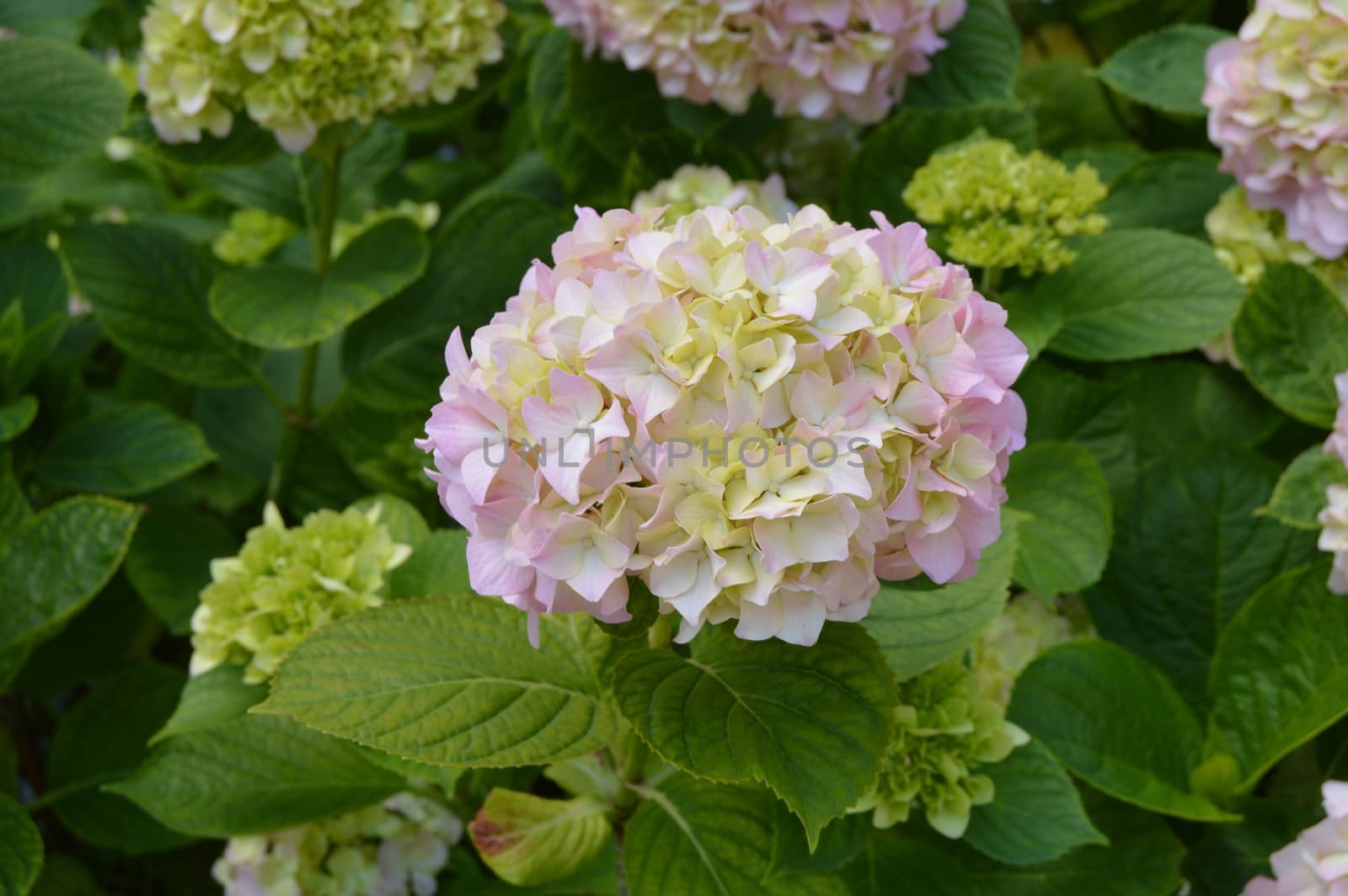 Close - up of beautiful flowers of white and pink hydrangea in the garden by claire_lucia