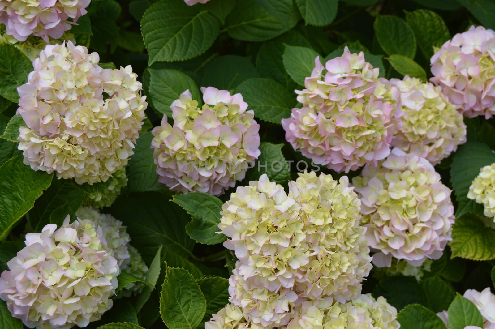 Close - up of beautiful flowers of white and pink hydrangea in the garden by claire_lucia