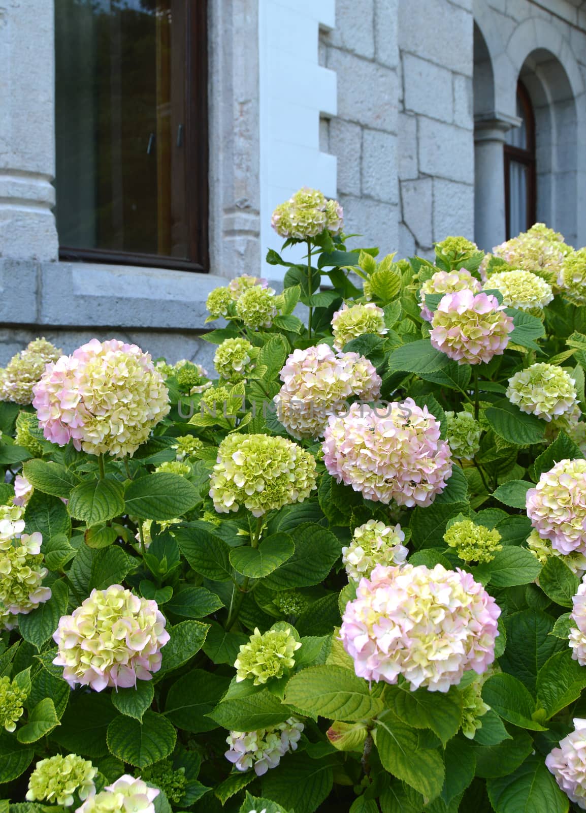 White hydrangea Bush blooms under the arched Windows of an old stone house in a romantic vintage style by claire_lucia