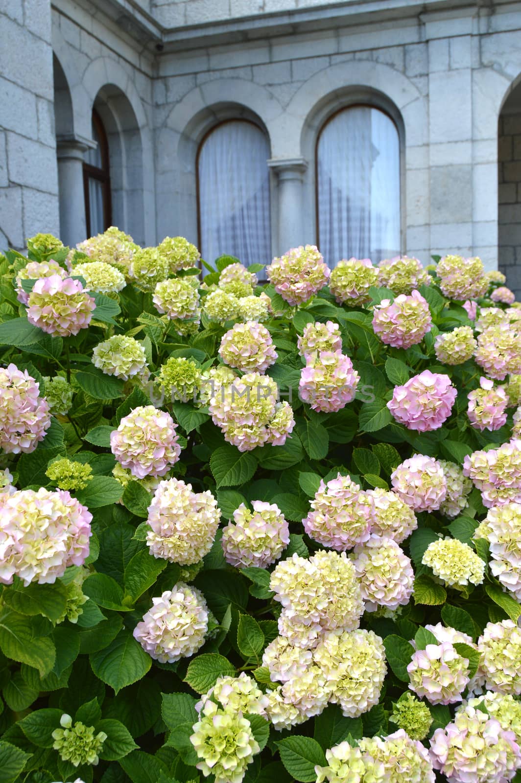 White hydrangea Bush blooms under the arched Windows of an old stone house in a romantic vintage style.