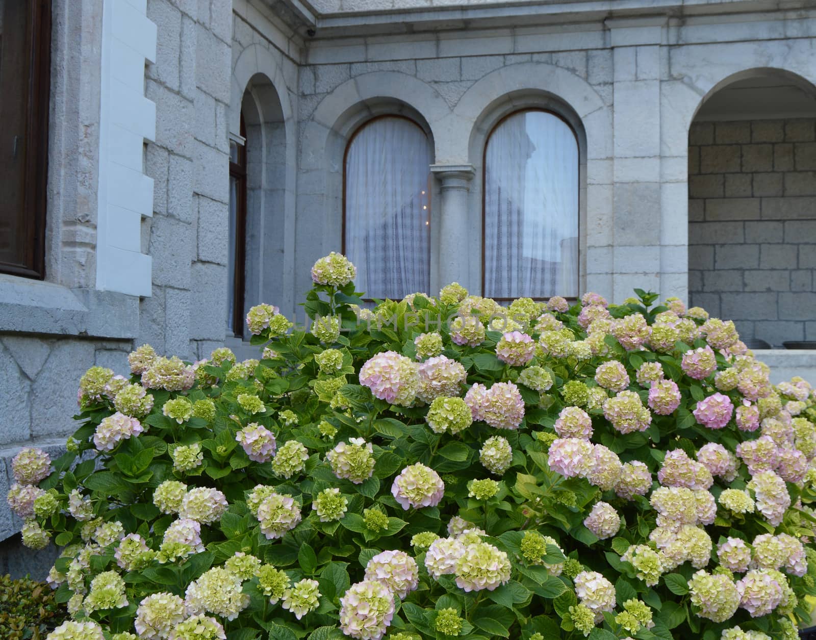 White hydrangea Bush blooms under the arched Windows of an old stone house in a romantic vintage style.