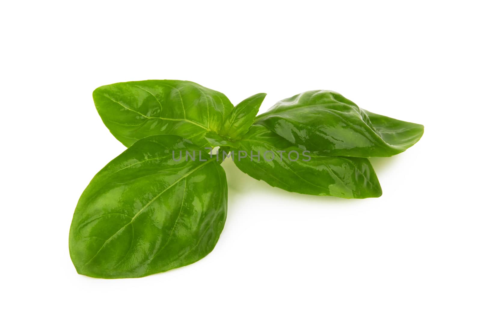 Basil leaves isolated on a white background