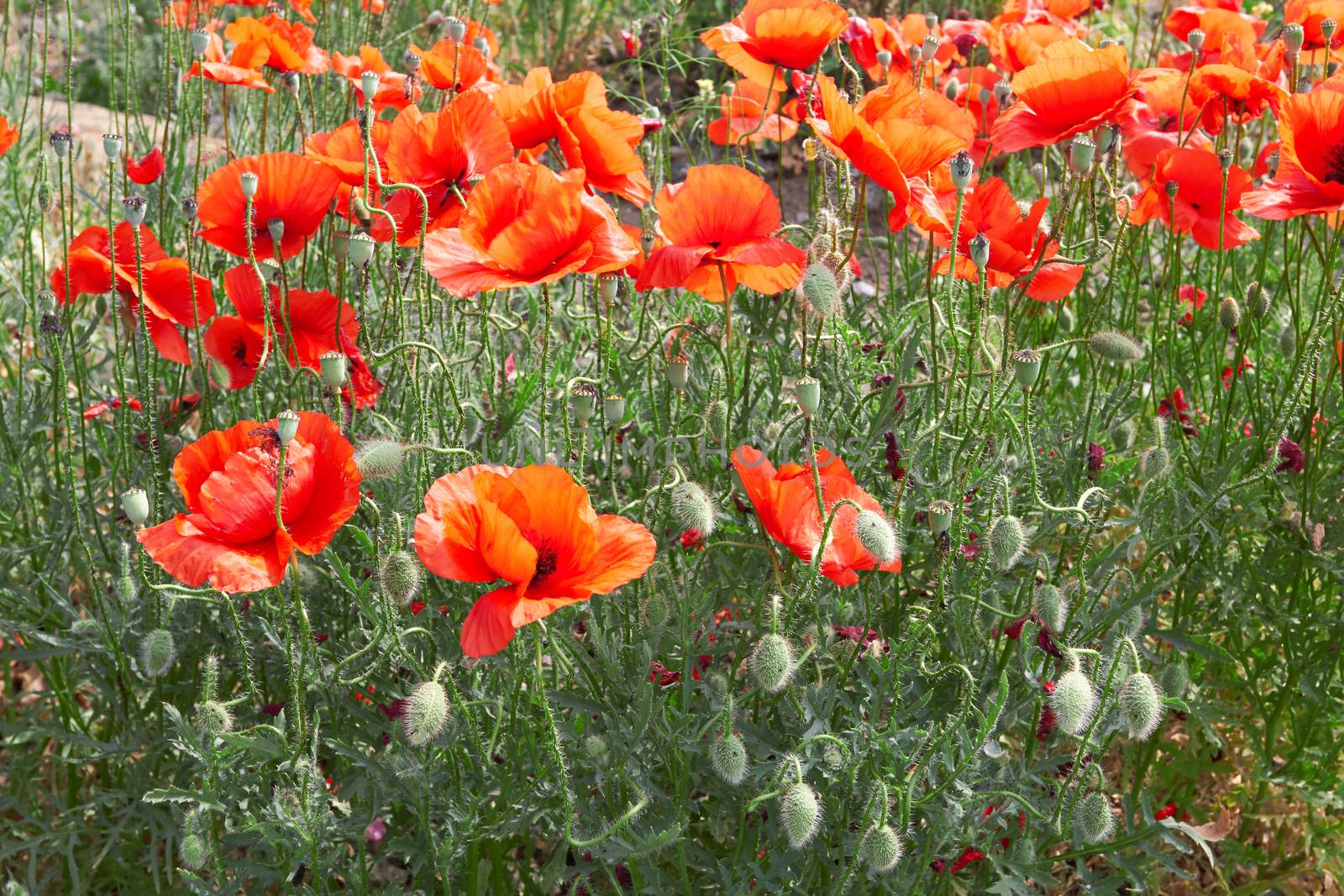 red poppies under cloudy sky in summer 