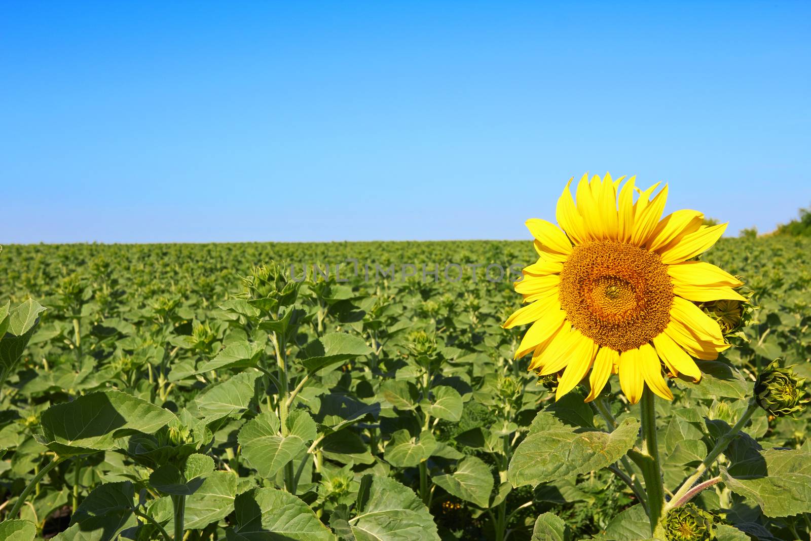 field of blooming sunflower on a background of blue sky
