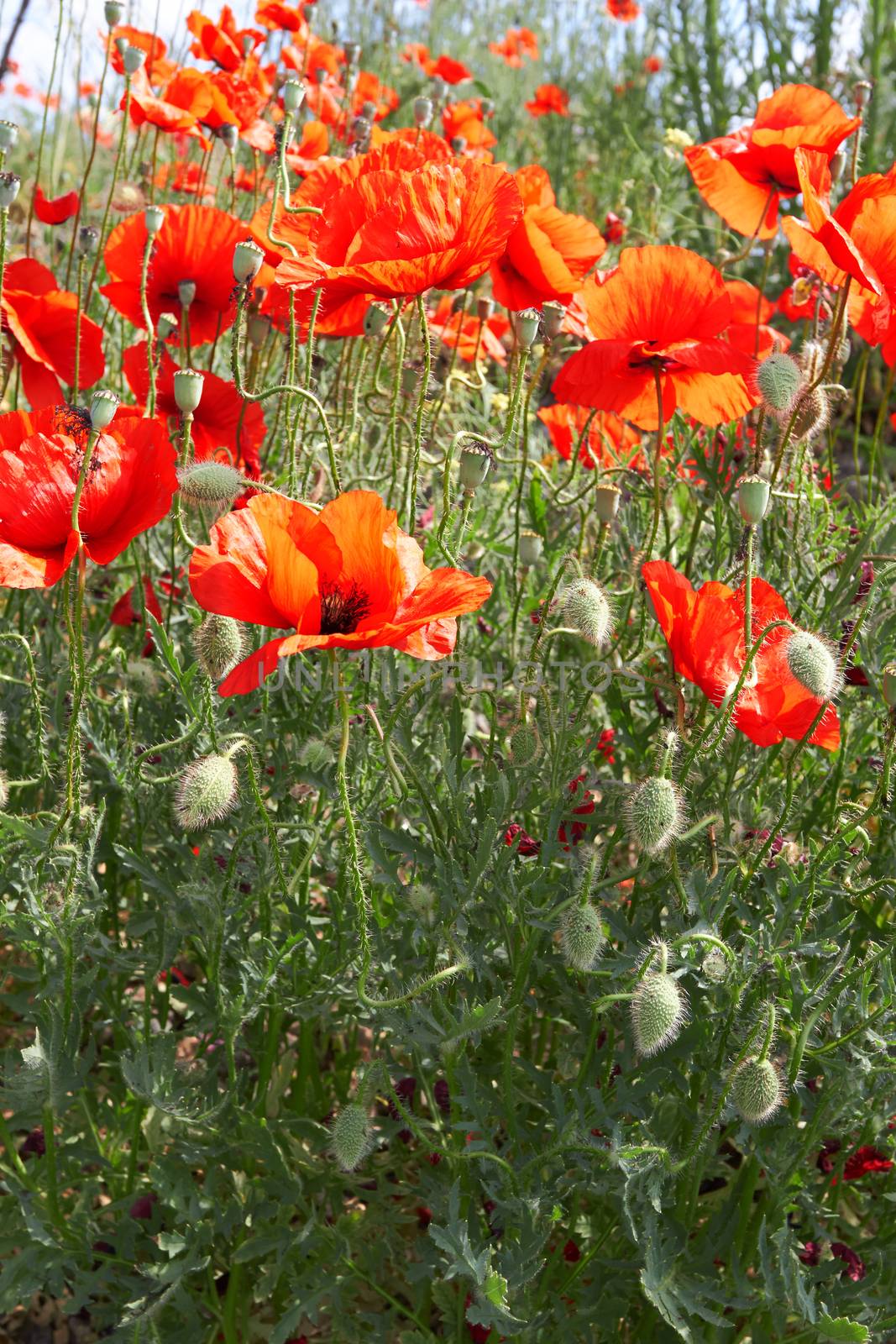 red poppies under cloudy sky in summer