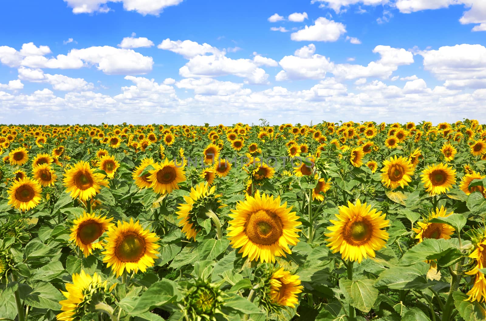 field of blooming sunflowers on a background of blue sky 