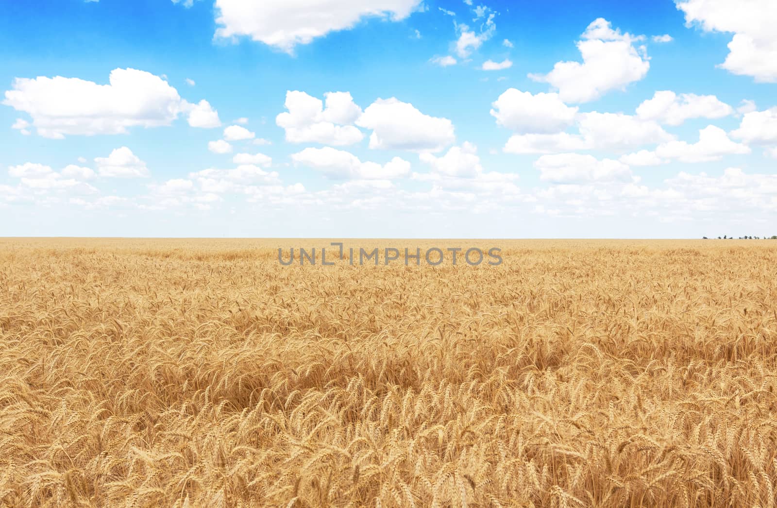 Golden wheat field against deep blue sky