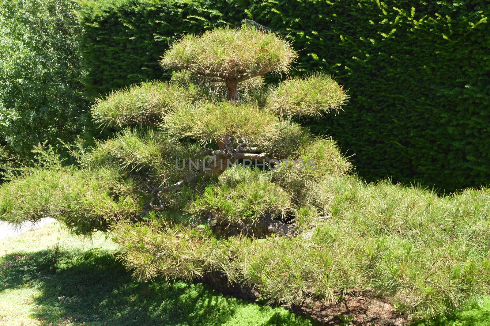 Green curved bonsai tree grows in Japanese garden. landscape design in Japanese style by claire_lucia
