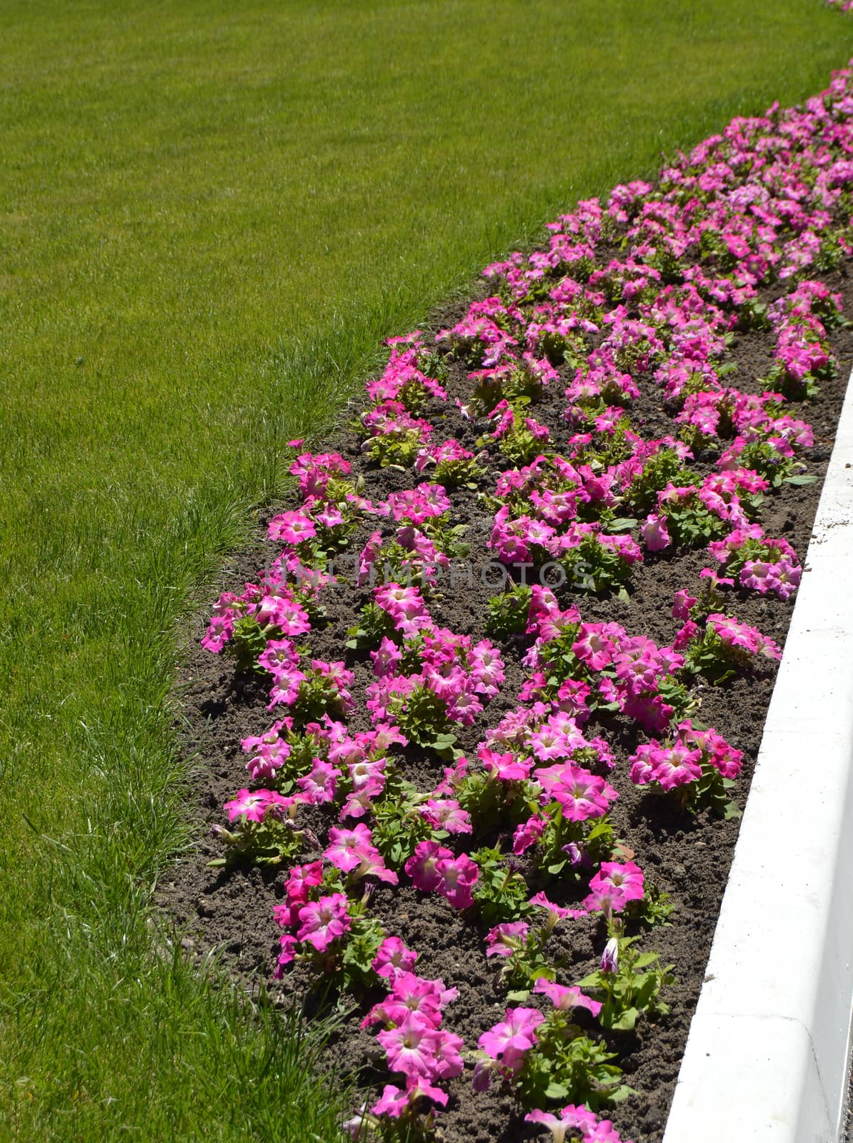 Beautiful flowerbed of pink petunias and lawn of green grass, concept of landscape design by claire_lucia