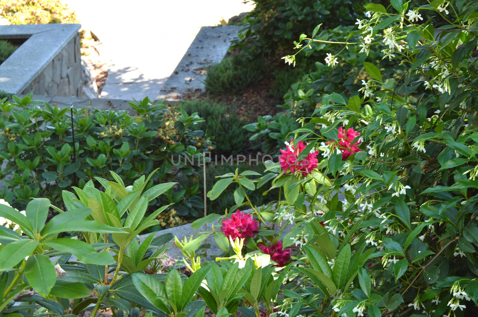 Framed view of flowers in the foreground, blurred background of the Park, summer Sunny day.