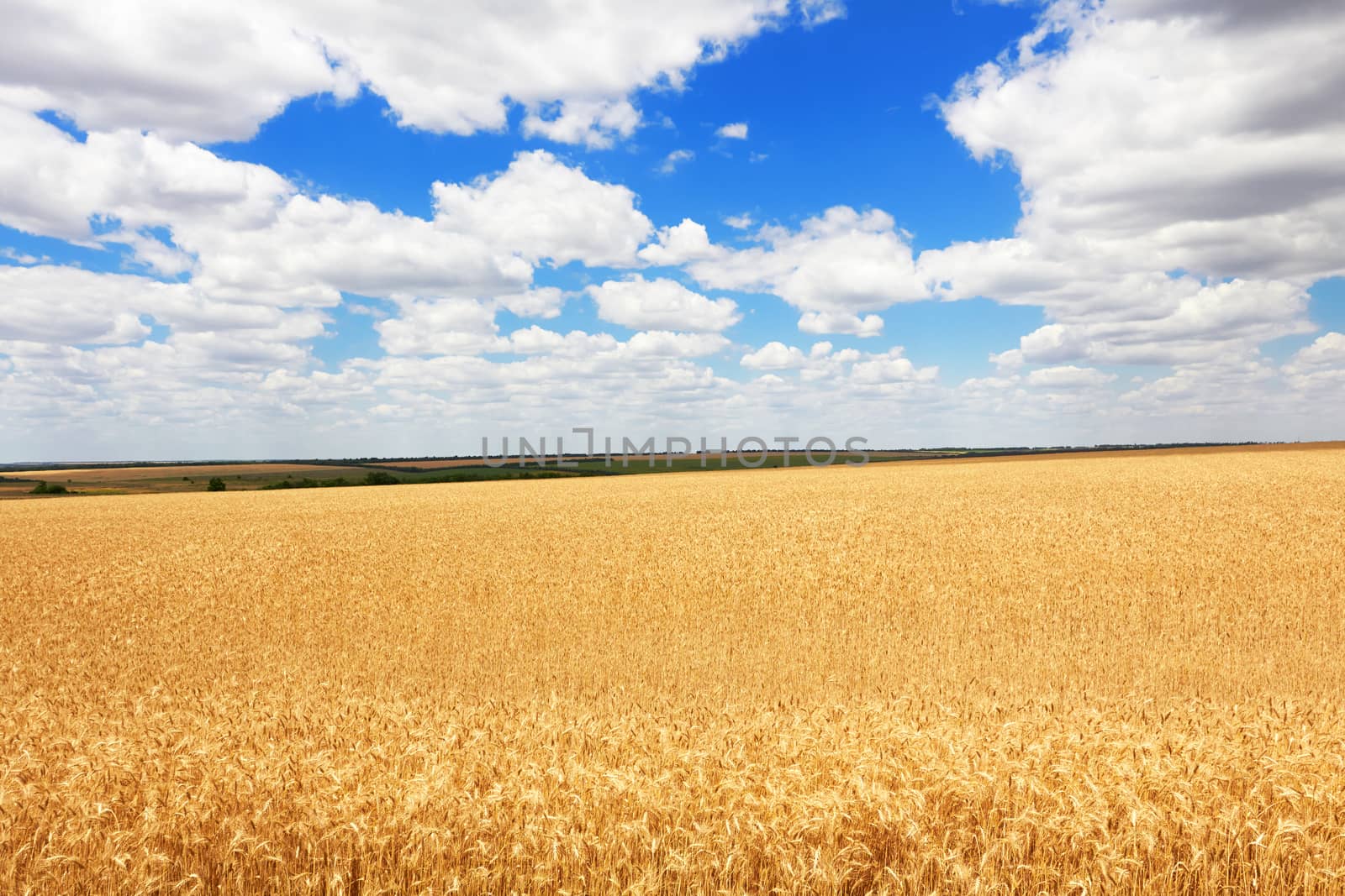Golden wheat field against deep blue sky 