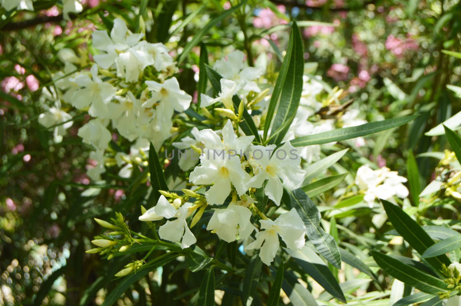 White oleander flowers on branches in sunlight by claire_lucia