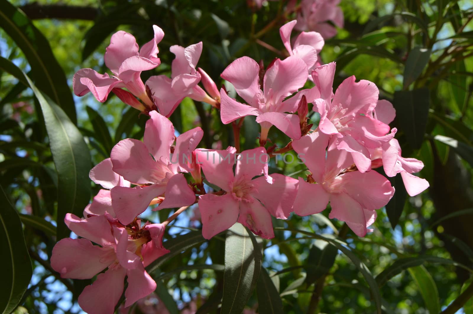 Pink Oleander Nerium shrub grows in the tropical garden by claire_lucia