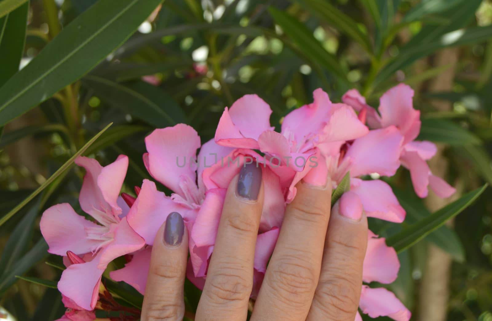 Woman's hand holding a rose oleander flower.