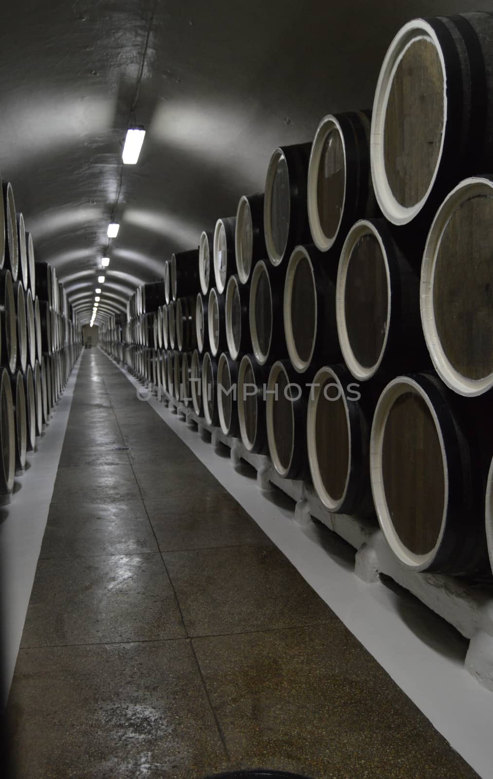 Oak barrels lie in rows in the wine cellar, storage and aging of wine.