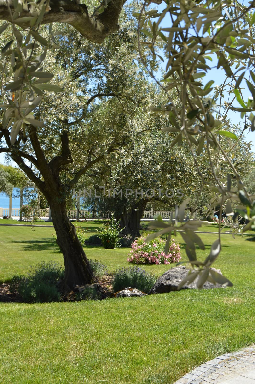 Olive trees with flowering branches in the spring Park