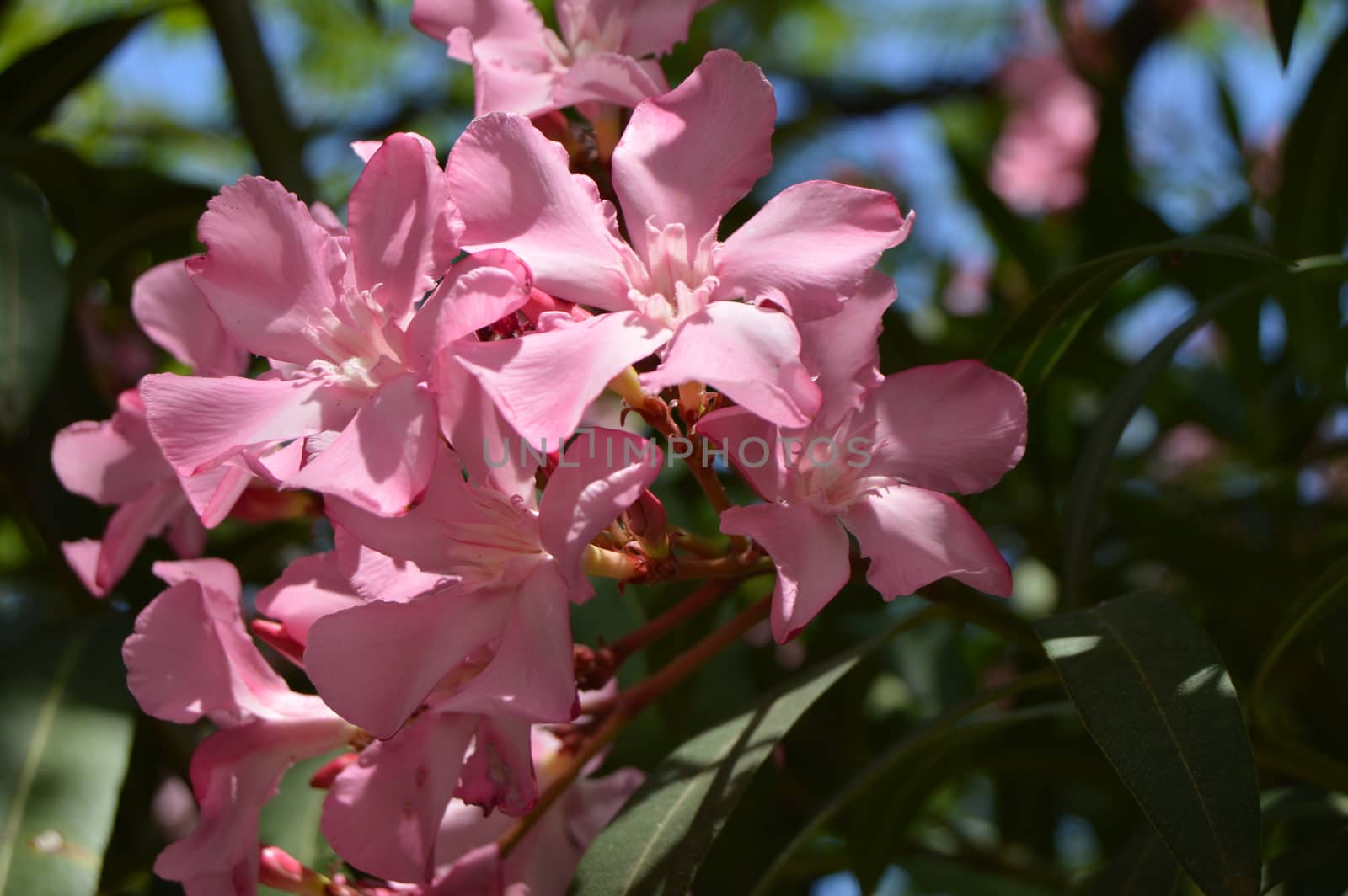 Pink Oleander Nerium shrub grows in the tropical garden.