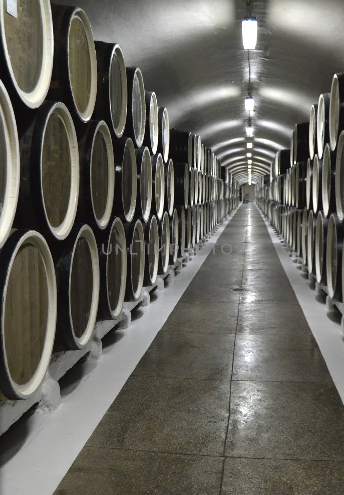 Oak barrels lie in rows in the wine cellar, storage and aging of wine.