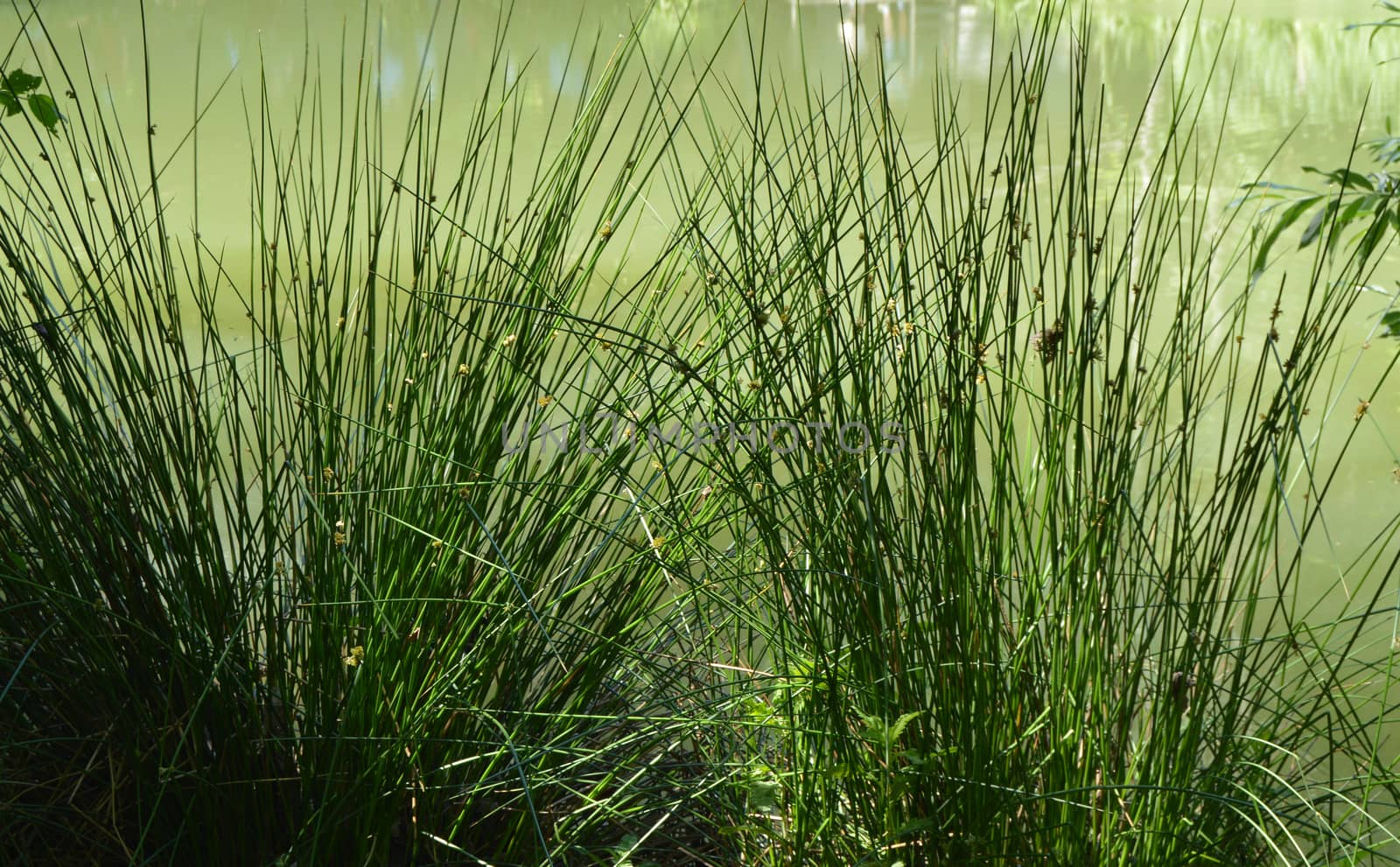 Muddy water in a forest lake or swamp, overgrown with grass on the banks.