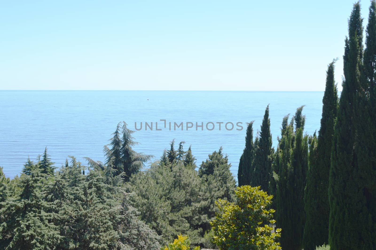 Top view of the sea and the tops of cypresses in the Park on a Sunny day.