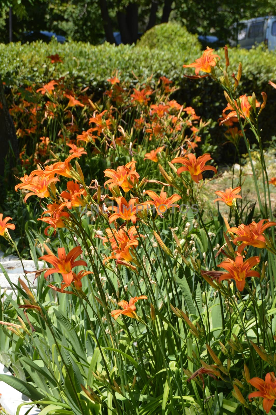 Orange flower daylily, SHRUB GROWING IN the FLOWERBED IN the GARDEN.