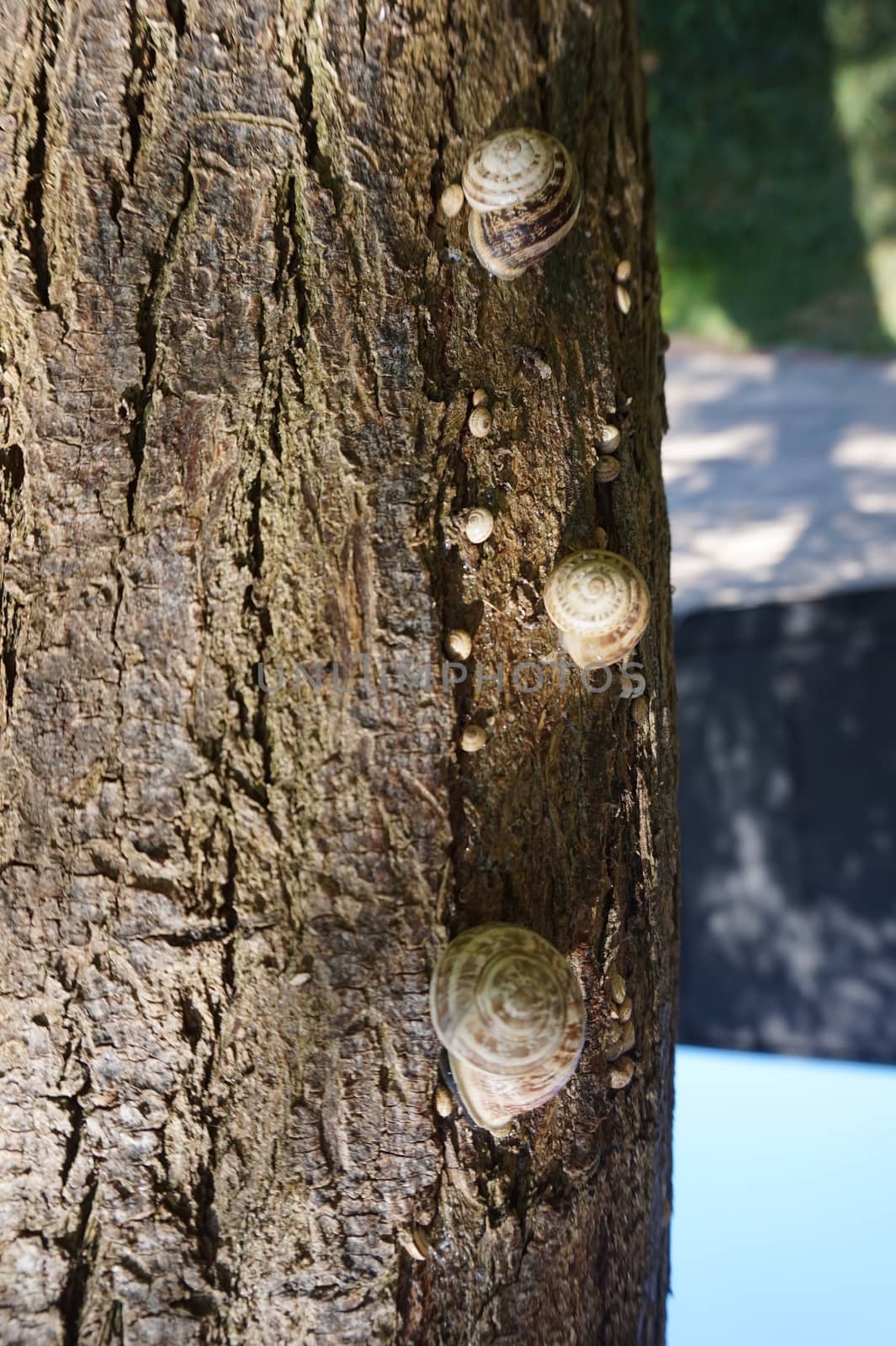snail sitting on a tree on a Sunny summer day.